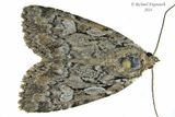 10999 - Aplectoides condita m24