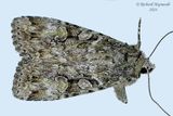 11001 - Dappled Dart Moth - Anaplectoides pressus m24