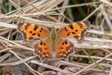 4429 - Polygone gris - Gray Comma - Polygonia progne m24