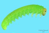 Sawfly larva m24 26.1