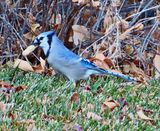 A blue jay with peanut