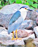 Black-crowned Night Heron