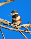 Belted Kingfisher