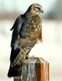Northern Harrier