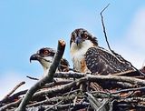 Osprey Children