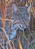 Bobcat, 3rd view
