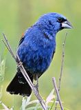 Blue Grosbeak