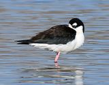 Sleeping Black-necked Stilt