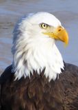 Bald Eagle Closeup