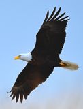 Eagle in Flight