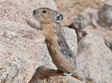 Another Pika