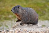 Resting Marmot