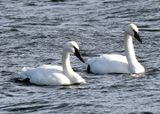 Trumpeter Swans