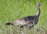 Wild Turkey