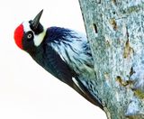 Acorn Woodpecker
