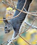 Abert�s Squirrel