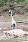 Cocoi Heron - rainforest