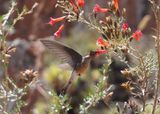 Giant Hummingbird - Cusco area