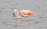 Chilean Flamingo - Cusco area