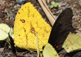 Tailed Sulphur