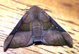 Lepidoptera
