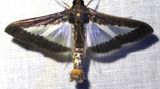 Diaphania elegans