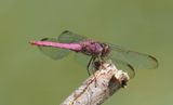 Carmine Skimmer