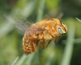 Carpenter Bee sp.