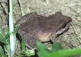 Rio Mamore Robber Frog