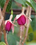 Hardy Fuchsia
