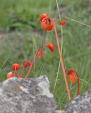 Begonia veitchii