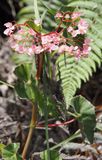 Begonia bracteosa