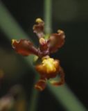 Cyrtochilum Orchid