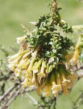 Sacred Flower of the Incas