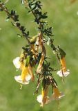 Sacred Flower of the Incas