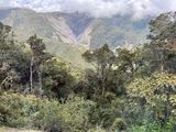 Eucalyptus Trees - Introduced & spreading widely through the Andes