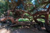 Leptospermum laevigatum trees