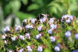 Gathering Pollen