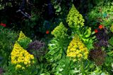 Irish Rose (Aeonium arboreum)