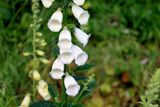 Digitalis