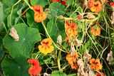 Garden Nasturtium