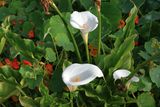 Calla Lily