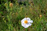 California tree poppy