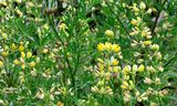 European Yellow Lupine