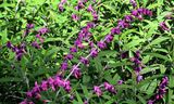 Salvia Mexican Bush Sage