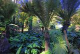 Tasmanian Tree Fern