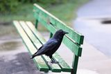 Crow