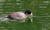 American Coot