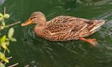 Mallard (Female)