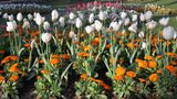 Garden Tulip